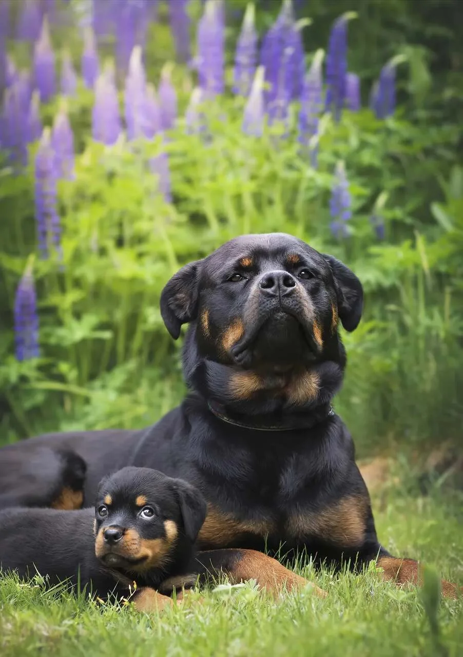 'A pequena Daisy e seu grande futuro', finalista do Comedy Pet Photo Awards — Foto: Darya Zelentsova/Comedy Pets 'A pequena Daisy e seu grande futuro', finalista do Comedy Pet Photo Awards — Foto: Darya Zelentsova/Comedy Pets