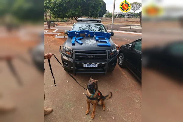 Cachorra Doris da PMDF