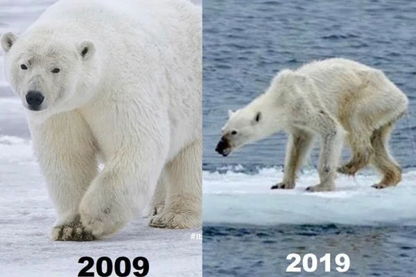 #10yearchallenge ganha novo significado nas redes: o meio ambiente