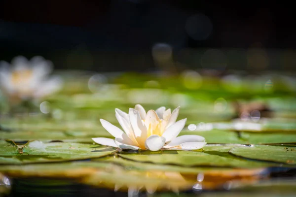 3 plantas aquáticas para ter em casa e como cuidar de cada uma