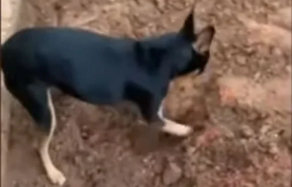 Pinscher “denuncia” à PF local onde o dono escondia drogas
