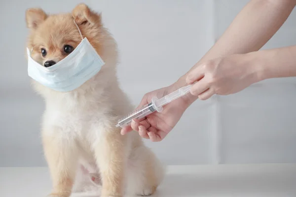 Cachorro de máscara recebendo vacina