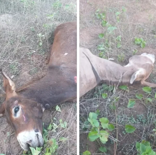 Motociclista bate em jumentos e morre atropelado por caminhão