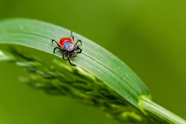 foto colorida carrapato em planta