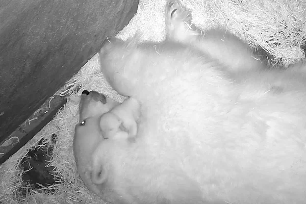 O filhote de urso polar, chamado Nur, nasceu no Aquário de São Paulo. Ela é filho Aurora e Peregrino, que estão no local há 10 anos - Metrópoles
