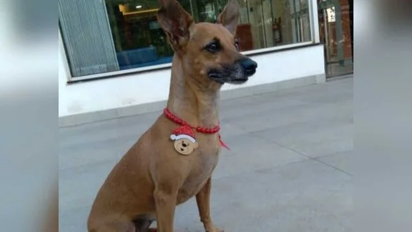 Imagem colorida de cachorro morto por envenenamento - Metrópoles