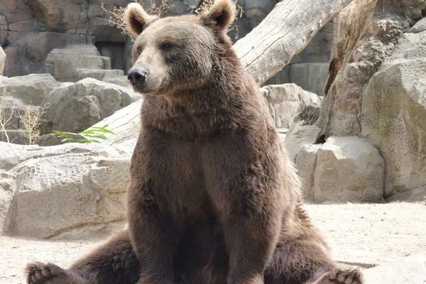 Zoológico na China recruta atores para atuar como ursos