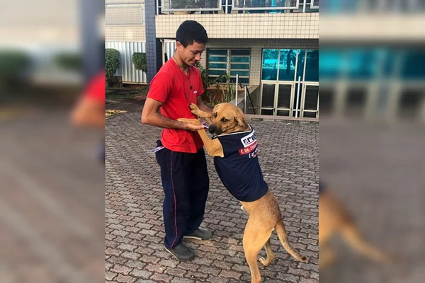 Cães adotados ganham até crachás em faculdade do DF