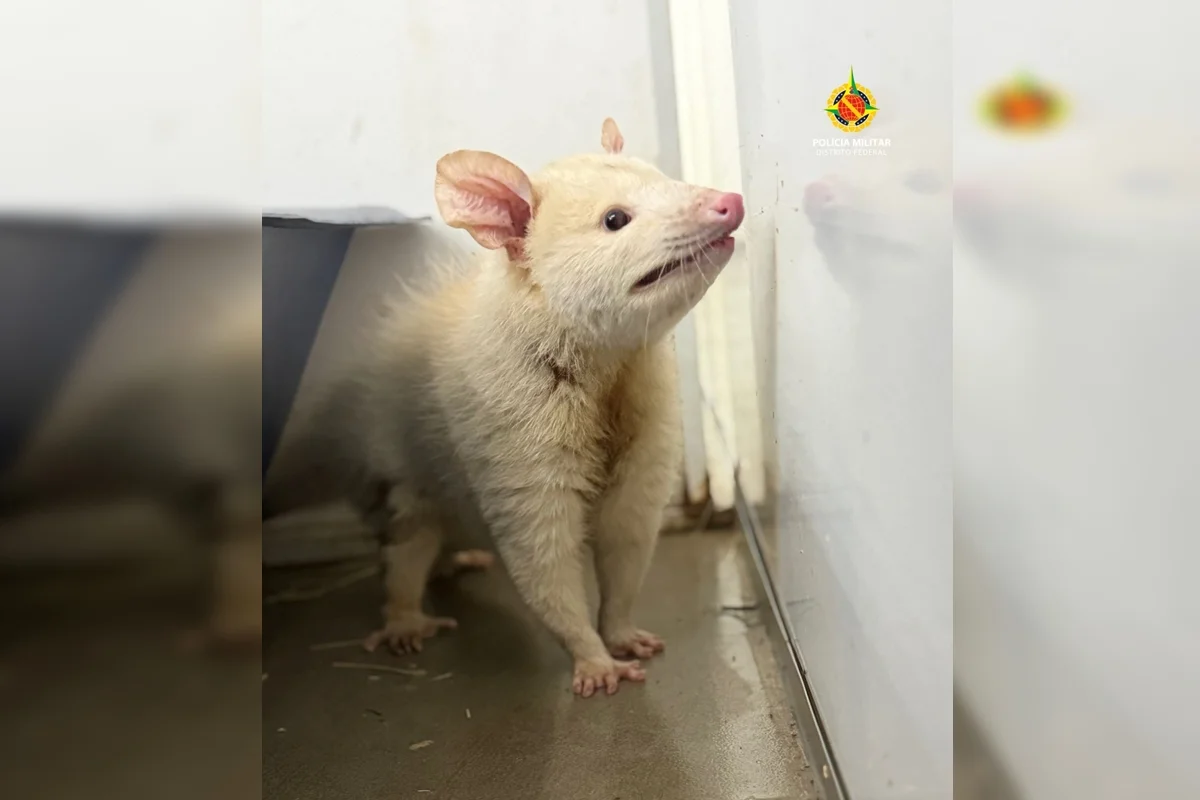Animal com condição genética rara é resgatado pela PMDF