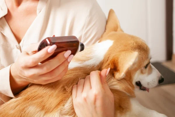 Cachorro com a tutora