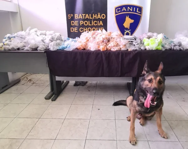 Imagem mostra cão policial, com a língua de fora, em frente a uma grande quantidade de drogas - Metrópoles