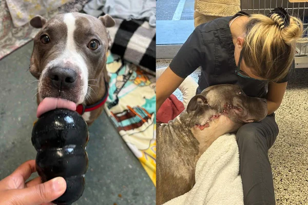 cachorro King sendo cuidado após cirurgia de remoção de um tumor