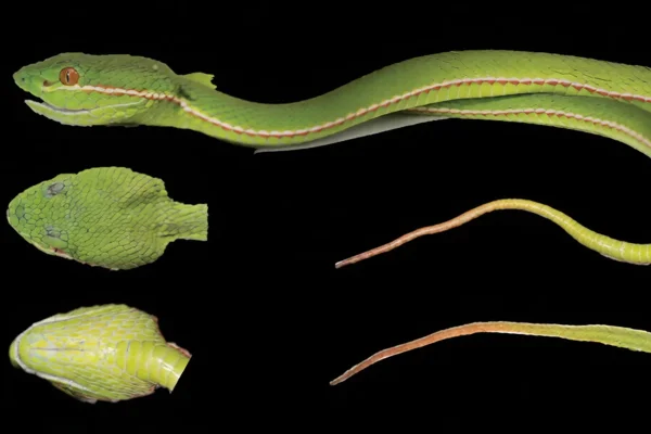 Imagem colorida mostra víbora verde - Metrópoles
