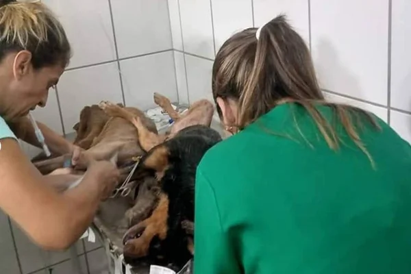 Duas veterinárias tentam socorrer os animais