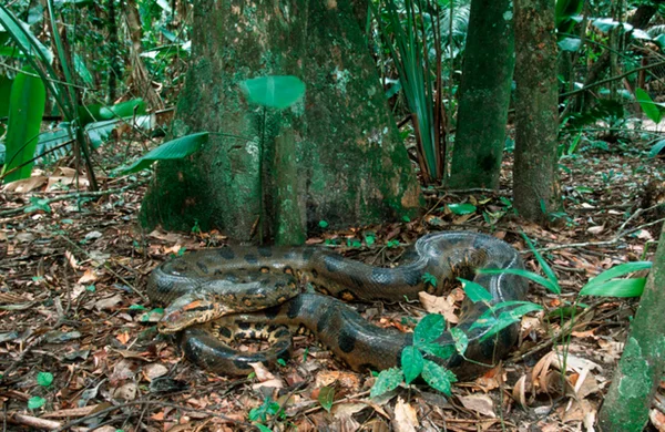 Foto de cobra sucuri na floresta Amazônica - Metrópoles