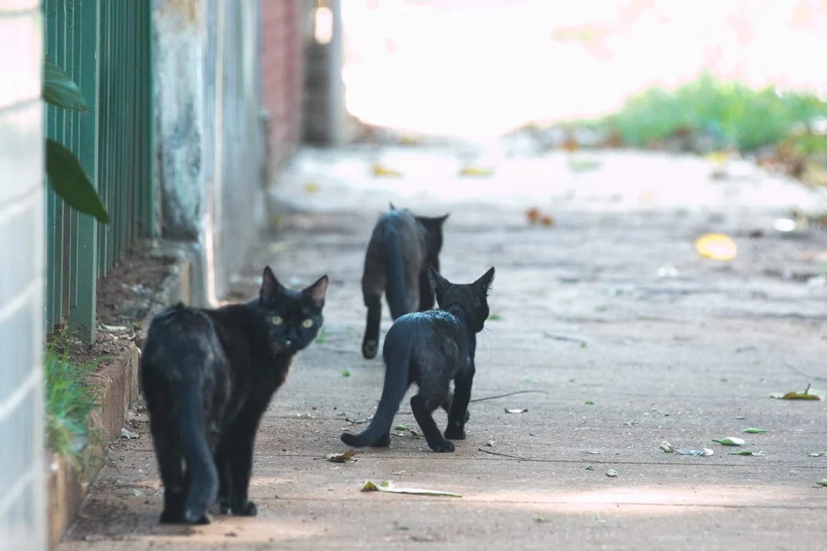 Bichinhos são motivo de briga entre os vizinhos Bichinhos são motivo de briga entre os vizinhos