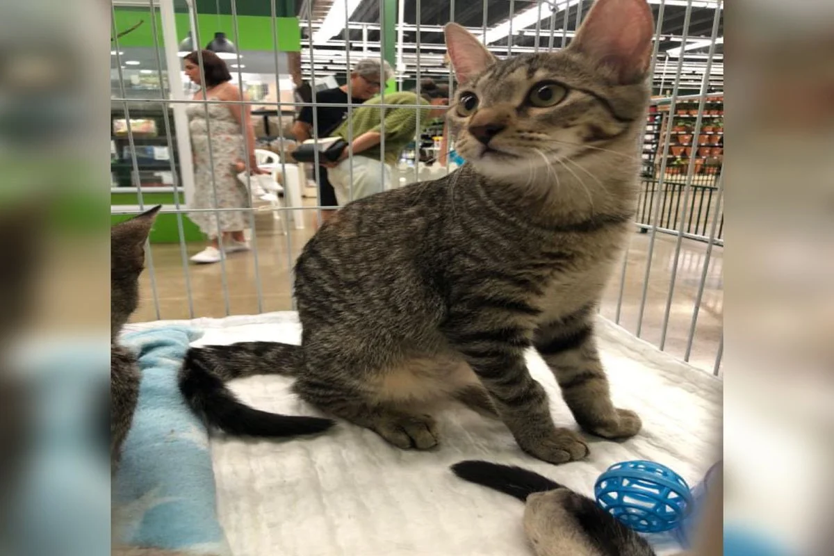 Shopping do DF fará feira de adoção de cães e gatos neste sábado - imagem 7 Shopping do DF fará feira de adoção de cães e gatos neste sábado - imagem 7