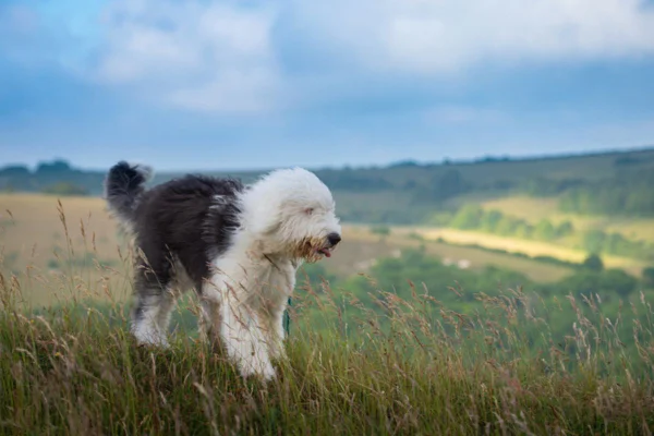 Imagem colorida de um cachorro old english sheepdog