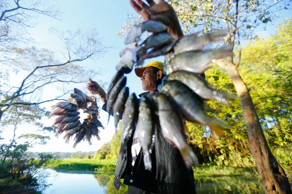 O Lago Paranoá está para peixe. E do bom, sim senhor!