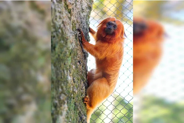 Zoo de Brasília recebe mico-leão-dourado vítima de tráfico de animais silvestres