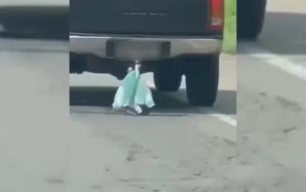 imagem colorida gato arrastado por caminhonete goias