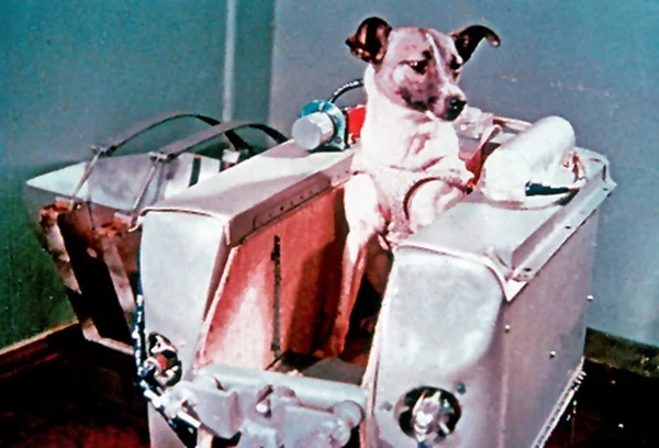 Missão Artemis: web resgata história da cachorra Laika, enviada à Lua