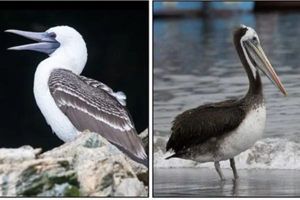 Imagem colorida mostra aves que produzem guano - Metrópoles