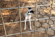 Cachorrinha que fugiu às vésperas de viagem de família morre atropelada - imagem 2