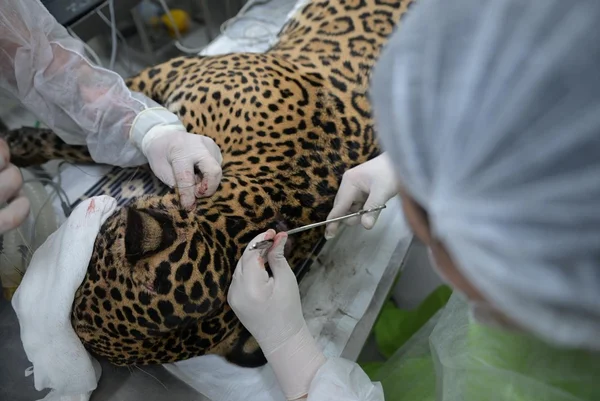 Imagem colorida de onça-pintada se recuperando - Metrópoles