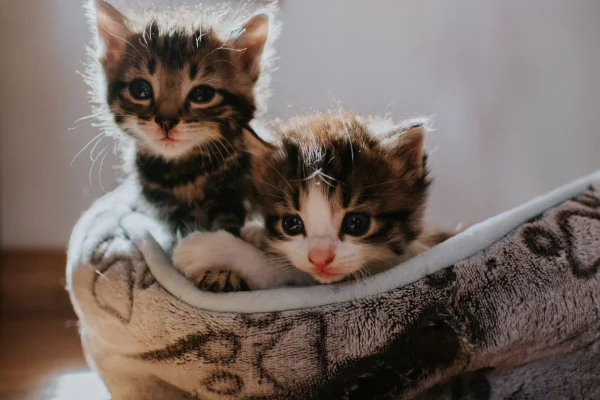 foto colorida dois gatinhos na caminha