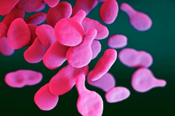 Cientistas: bactéria que causa IST pode se tornar superresistente