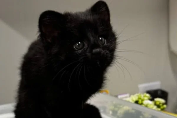Foto de gato-do-mato preto - Metrópoles