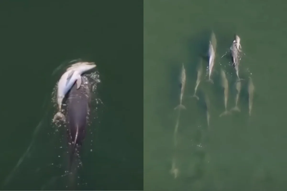 Golfinho "em luto" é visto carregando filhote morto pelo mar por dias