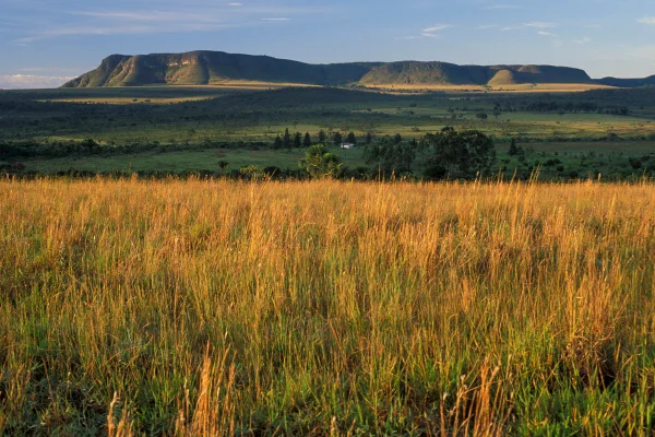 Imagem mostra uma vegetação do Cerrado no Parque Nacional da Chapada dos Veadeiros, em Goiás