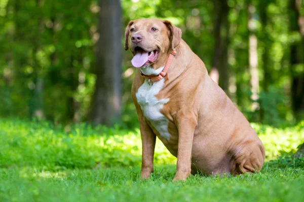Imagem colorida mostra cachorro marrom com obesidade sentado na grama e com língua pra fora - Metrópoles
