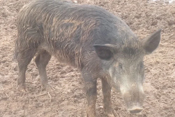 Javaporco encontrado em chácara de Lucélia (SP) - Metrópoles