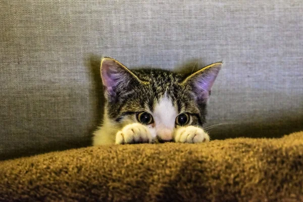 Gato com cara de caçador