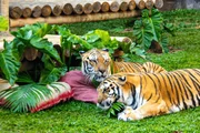 Dia dos Namorados no zoo tem flores comestíveis e essência aromática