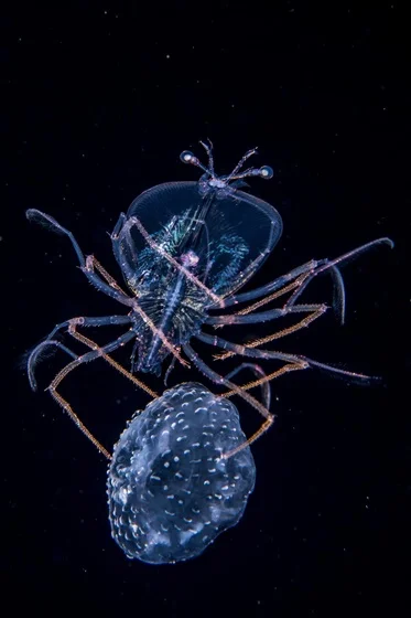 Underwater category - The Jellyfish Jockey by Anthony Berberian Underwater category - The Jellyfish Jockey by Anthony Berberian