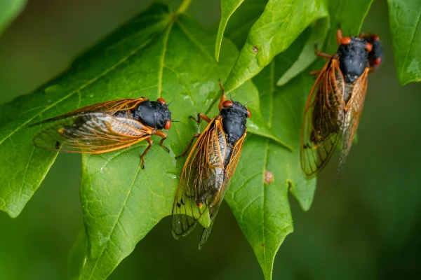 Imagem colorida de cigarras - Metrópoles