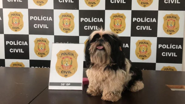cadelinha resgatada
