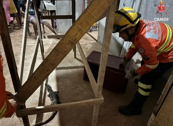 Jacaré é resgatado dentro de casa em condomínio no DF