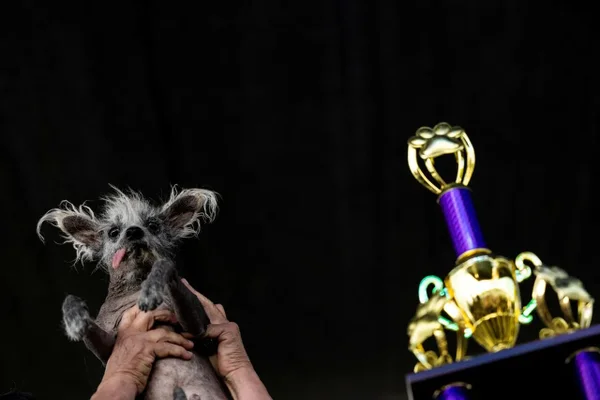 Na foto, o cachorro mais feio do mundo - Metrópoles