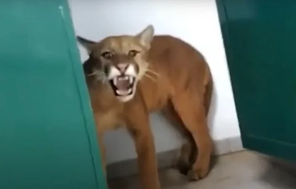 onça em escola