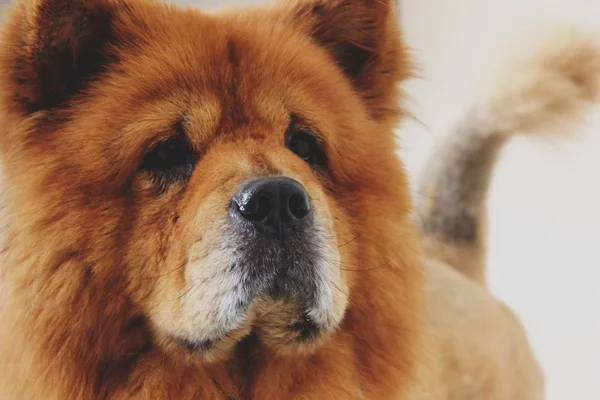 Lágrima ácida em pets: a enfermidade não é só questão de estética