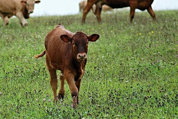 GDF confirma caso de raiva bovina em zona rural do Lago Oeste