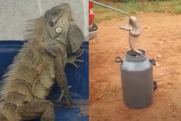 Iguana, jiboia e cobra-coral são resgatados pelo BPMA. Veja vídeos