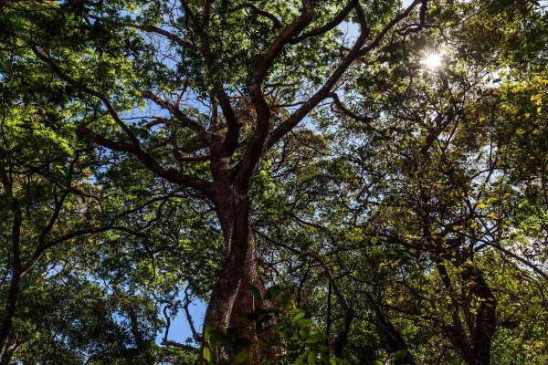 Imagem colorida mostra árvore assacu - Metrópoles