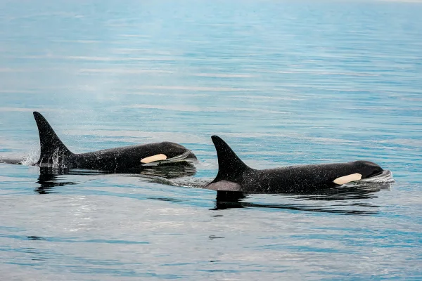 Imagem colorida mostra orcas no mar - Metrópoles