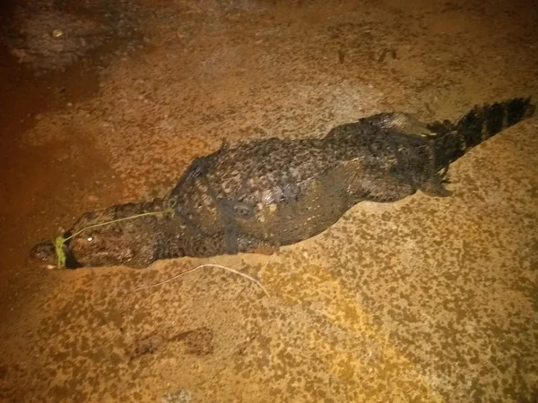 Jacaré que estava debaixo da Ponte do Bragueto é capturado pelo BPMA